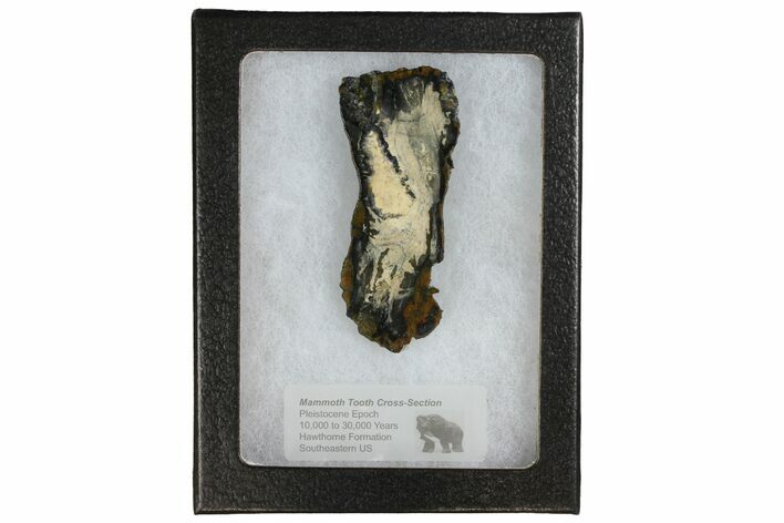 Mammoth Molar Slice With Case - South Carolina #144261